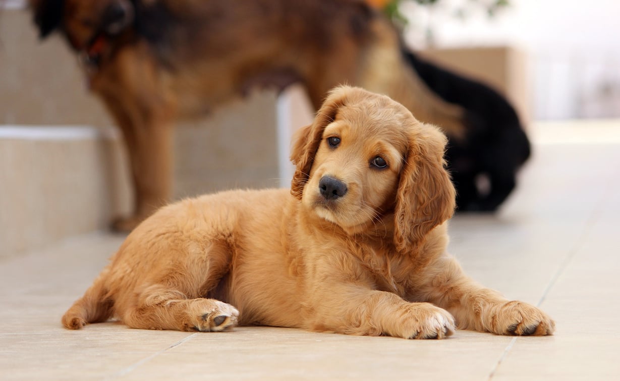 Dog on the Floor at Home